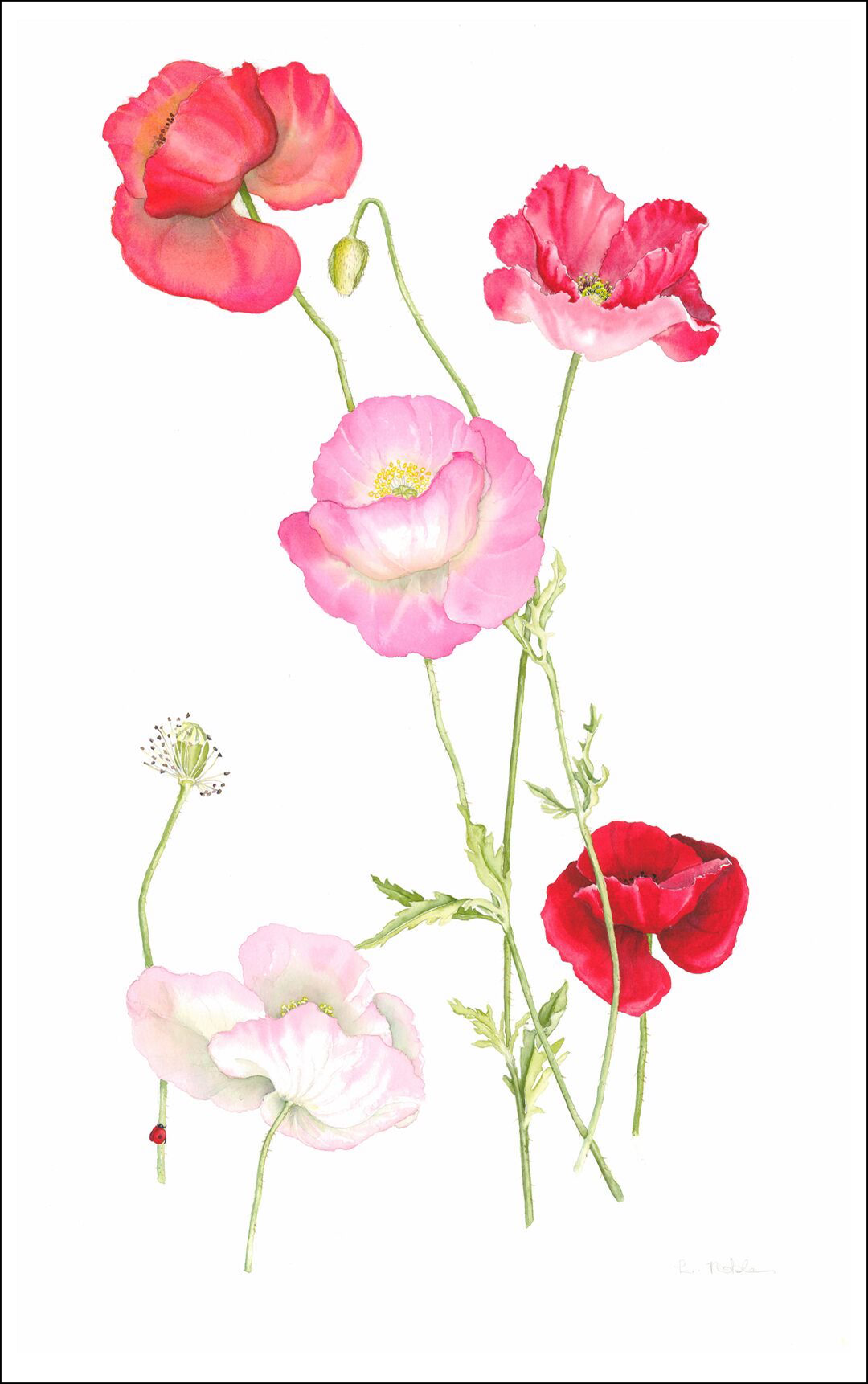 Shirley Poppies direct to garment printed tea towel, 100% cotton kitchen towel